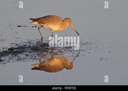 Uferschnepfe in der Abendsonne in Norfolk getroffen Stockfoto