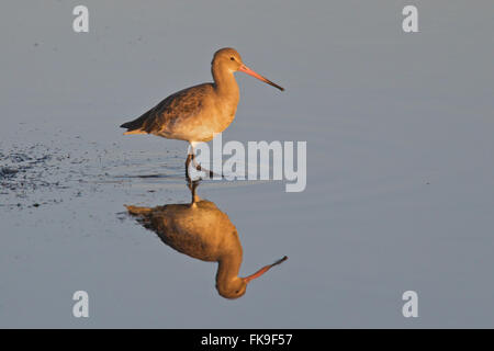 Uferschnepfe in der Abendsonne in Norfolk getroffen Stockfoto