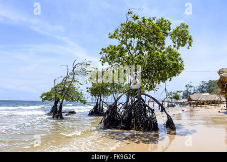 Mangrove-Vegetation auf dem Strand von Barra Velha - Insel Marajó Stockfoto