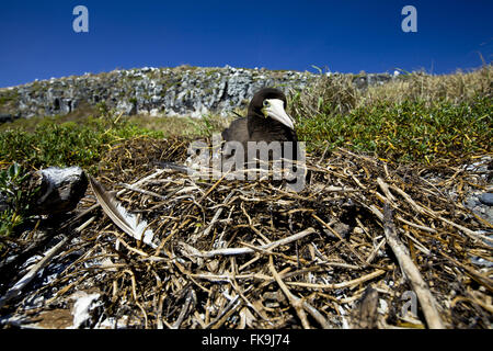 Braune Booby - Sula Leucogaster - in Siriba Insel Stockfoto