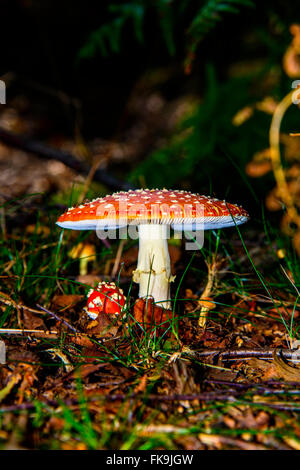 Pilze/Pilz auf dem Waldboden Zuflucht sein jüngerer Bruder Stockfoto