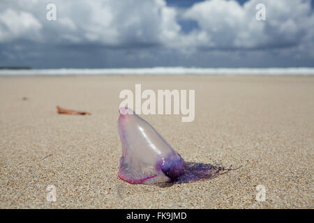 Quallen - Velella Velella - Strand Bainema - Boipeba - Archipel Tinhare Stockfoto