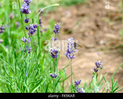 Hummel auf einer Lavendel Stockfoto