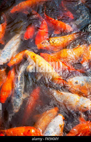 Koi im dekorativen Teich, Yu-Garten, Shanghai, China Stockfoto