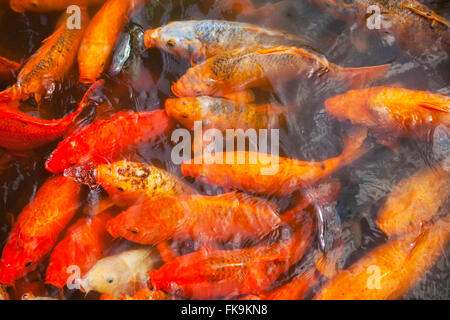 Koi im dekorativen Teich, Yu-Garten, Shanghai, China Stockfoto