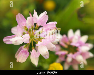 Rosa Blumen Stockfoto