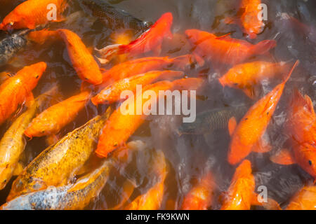 Koi im dekorativen Teich, Yu-Garten, Shanghai, China Stockfoto