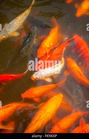 Koi im dekorativen Teich, Yu-Garten, Shanghai, China Stockfoto