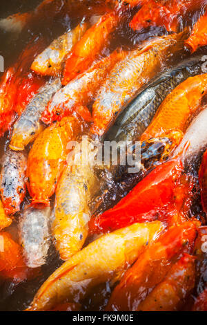 Koi im dekorativen Teich, Yu-Garten, Shanghai, China Stockfoto