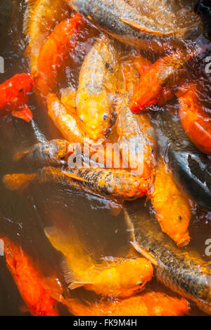 Koi im dekorativen Teich, Yu-Garten, Shanghai, China Stockfoto