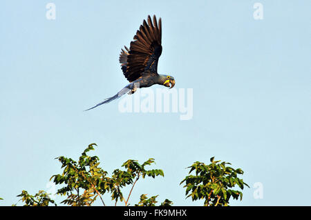 Ara große - Anodorhynchus Hyazinthe - im Pantanal Pocone Stockfoto