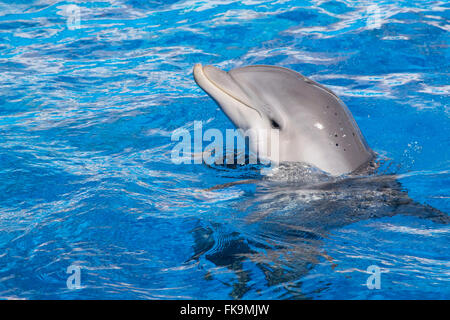 Eine Atlantic bottlenose Dolphin. Stockfoto