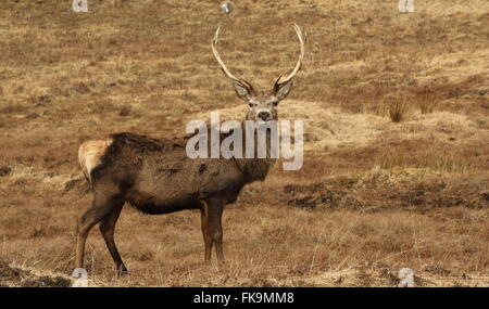 Rote Rotwild Hirsch in Lochaber. Stockfoto