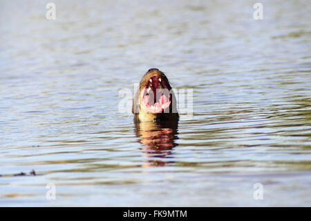 Fischotter mit Beute in das Pantanal Pocone - Pteronura brasiliensis Stockfoto