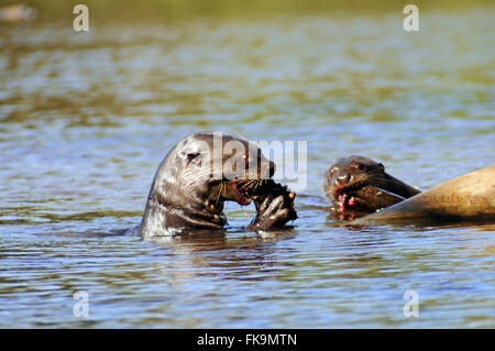 Muçum Otter Verzehr von Fisch in das Pantanal Pocone - Pteronura brasiliensis Stockfoto