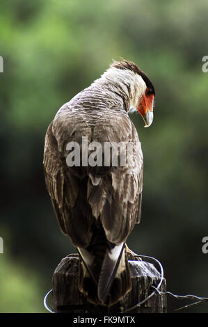 Karakara oder circa im Pantanal Pocone - Caracara plancus Stockfoto