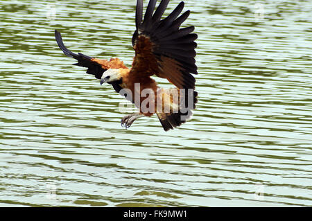 Hawk-gefangen bei der Erfassung von schönen Fluss in das Pantanal Pocone - Busarellus nigricollis Stockfoto