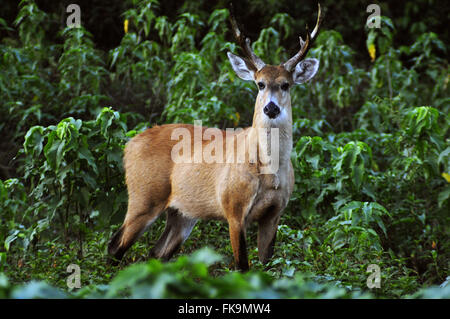 Hart-der Pantanal Feuchtgebiet von Pocone - Blastocerus dichotomus Stockfoto