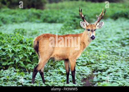 Hart-der Pantanal Feuchtgebiet von Pocone - Blastocerus dichotomus Stockfoto