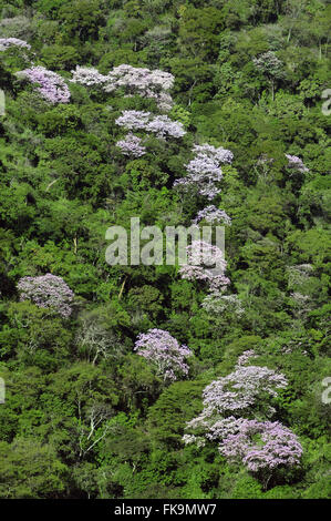 Draufsicht der Vegetation und der Ipe-lila Blüte Stockfoto