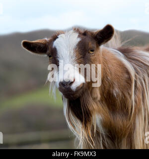 Pygmy goat Stockfoto