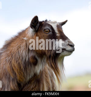 Pygmy goat Stockfoto