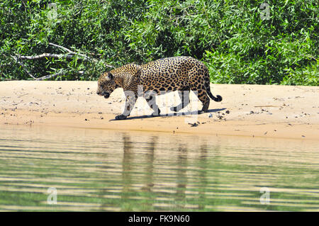 Jaguar - Panthera Onca Palustris - Männchen in Flussstrand des Flusses Piquiri Stockfoto