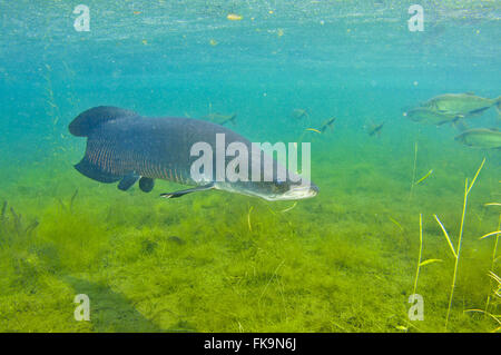 Arapaima - Arapaima gigas Stockfoto