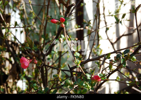 Blüte und Knospe als die ersten Vorboten des Frühlings Stockfoto