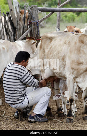 Sertanejo Melken Rinder im ländlichen Bom Jesus da Serra Stockfoto