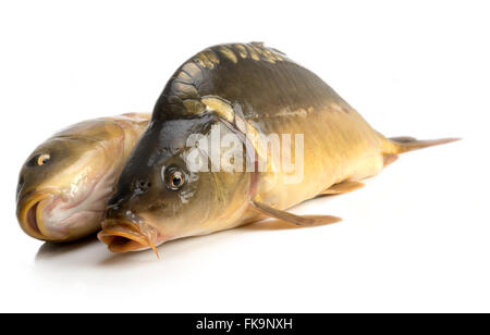 Spiegelkarpfen - mit einem Gewicht von 3 Pfund Fisch isoliert auf weißem Hintergrund Stockfoto