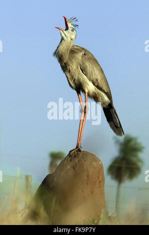 Seriema auf eine Termite-Hügel im Pantanal - Cariama cristata Stockfoto