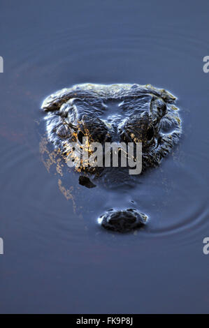 Jacare Sumpf im südlichen Pantanal - Caiman Crocodilus yacare Stockfoto