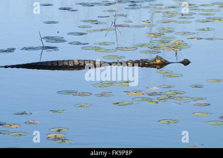 Jacare Sumpf im südlichen Pantanal - Caiman Crocodilus yacare Stockfoto