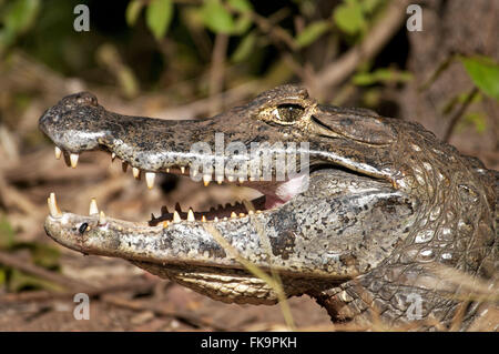 Jacare Sumpf im südlichen Pantanal - Caiman Crocodilus yacare Stockfoto