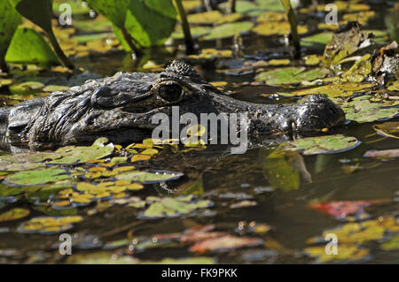 Jacare Sumpf im südlichen Pantanal - Caiman Crocodilus yacare Stockfoto