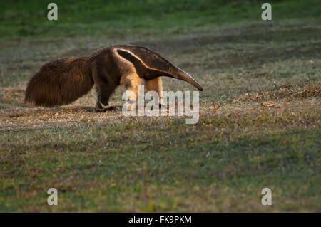 -Bedrohte Tiere vom Aussterben bedroht - Ameisenbär Myrmecophaga tridactyla Stockfoto