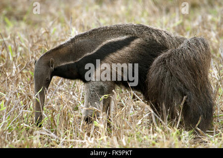 -Bedrohte Tiere vom Aussterben bedroht - Ameisenbär Myrmecophaga tridactyla Stockfoto
