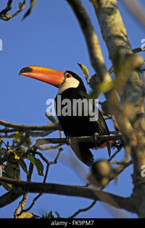 Im Baum im Pantanal - Ramphastos Toco Toucan Stockfoto