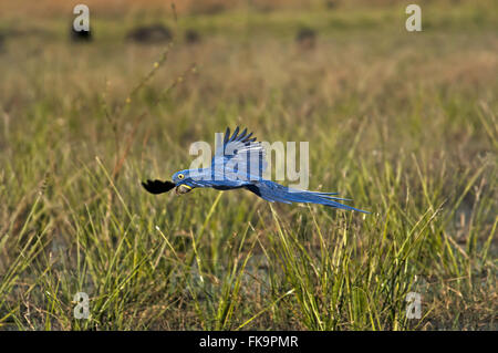 Großen Ara - Anodorhynchus Hyacinthinus - fliegen im Pantanal Stockfoto