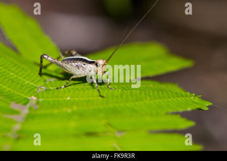 Heuschrecke auf Blatt vier Zentimeter Stockfoto