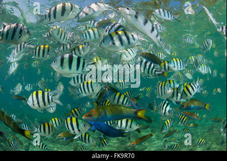 Reichlich Hauptfeldwebel Riffbarsche (Abudefduf Vaigiensis). Miniloc Island Resort Hausriff. Stockfoto