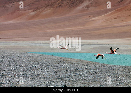 Herde von Flamingos an der Laguna Verde in der Atacama-Wüste Stockfoto