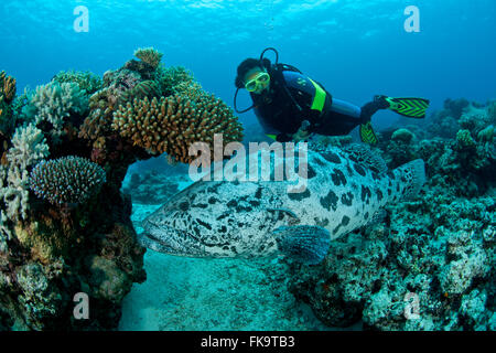 Kartoffel-Kabeljau (Epinephelus Tukula) mit Taucher Stockfoto