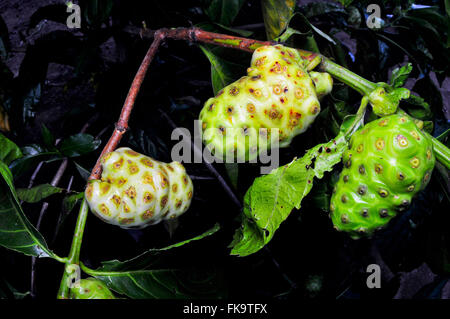 Detail der kleinen Obstbaum genannt Noni - Morinda citrifolia Stockfoto