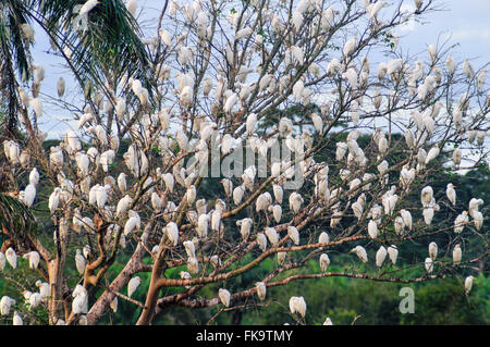 Reiher im klein-Baum - Egretta unaufger Stockfoto