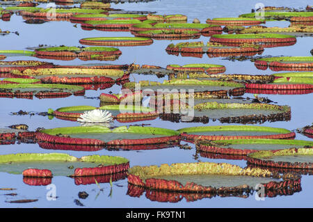 Vitoria Regia im Pantanal Pocone - Victoria amazonica Stockfoto