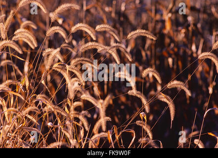 Hinterleuchtete Rohrkolben im goldenen Abendlicht; Montgomery County; Pennsylvania; USA Stockfoto