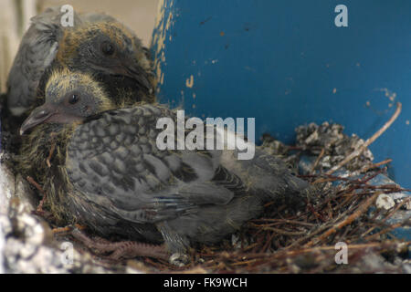 Zwei neu geschlüpft Jungtauben der Felsen-Taube (Columba Livia) im Nest auf einem städtischen Balkon in Prag, Tschechien. Das Nest ist im Bild 17 Tage nach der ersten Squab geschlüpft und 16 Tage nach der zweiten Squab geschlüpft. Stockfoto