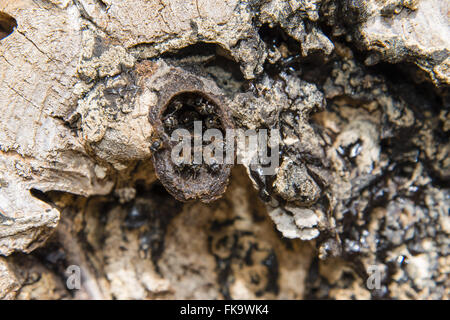 Irapuá Bienennest in gefallenen Baumstamm Stockfoto